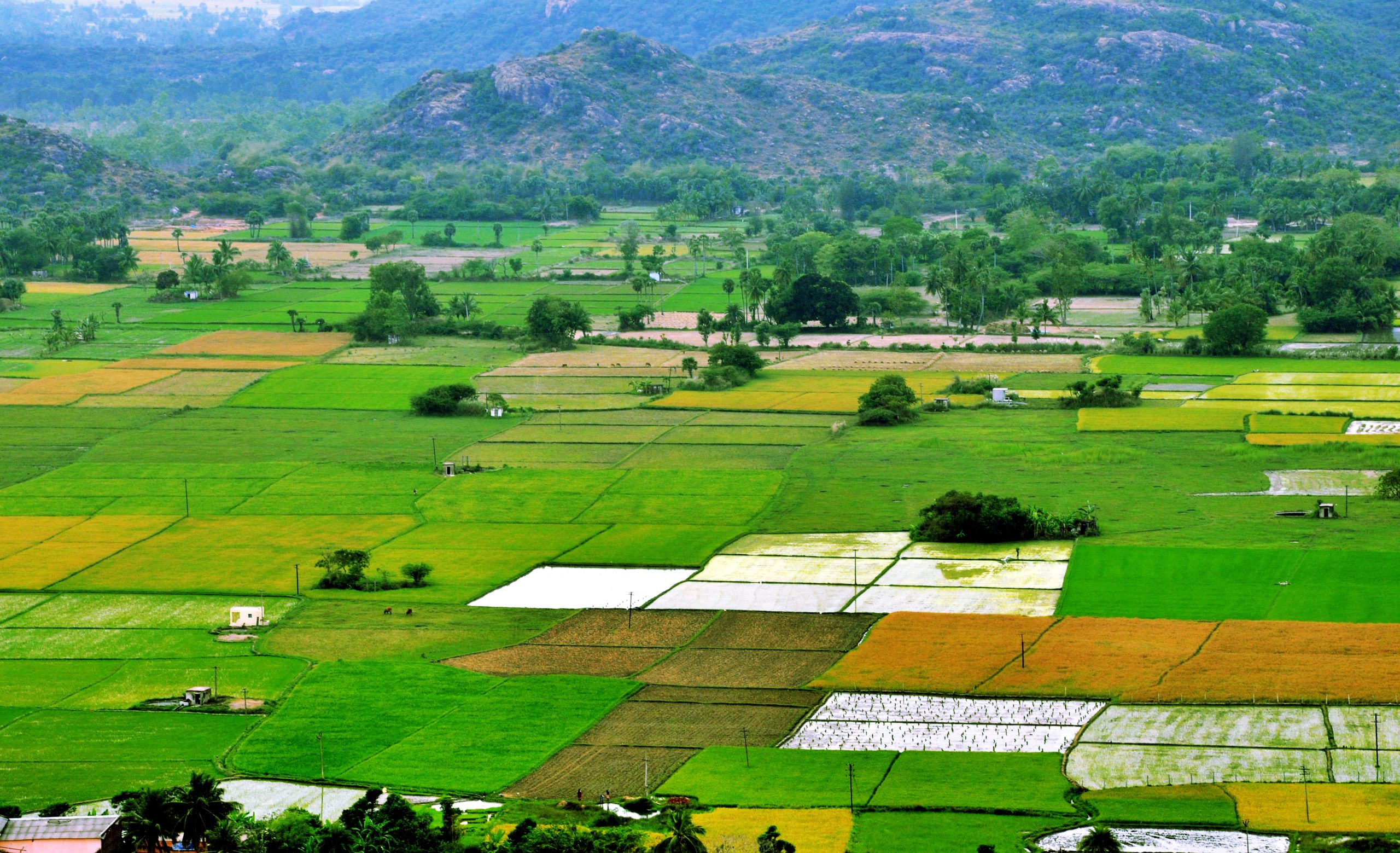 Green farmland plots in rural India